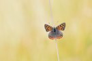 Kleiner Feuerfalter (Lycaena phlaeas)