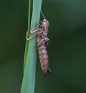 Libelle mit Fliege auf dem Rücken