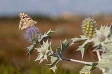 Distelfalter auf Stranddistel