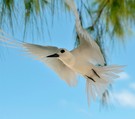 Feenseeschwalbe - White Tern - Gygis alba candida - wildlife