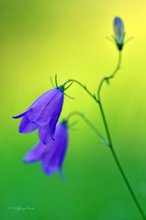 Rundblättrige Glockenblume (Campanula rotundifolia)