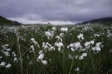 Wollgras im Fjäll