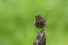 Juv. Rotkelchen