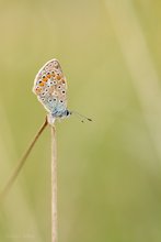 Bläuling im Grünen