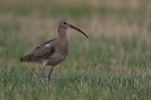 Großer Brachvogel