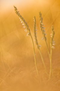 Spiranthes spiralis