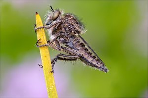 Makro-Räuber