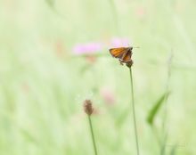 Rostfarbiger Dickkopffalter (Ochlodes sylvanus)