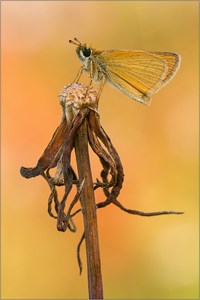 Schwarzkolbiger Braun-Dickkopffalter (Thymelicus lineola)