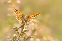 Feuerfalter in der Heide