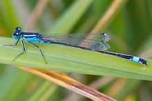 Kleine Pechlibelle