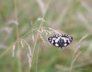 Melanargia galathea...