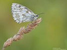 Schachbrettfalter (Melanargia galathea)