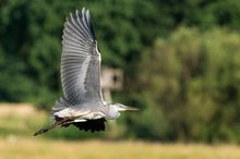 Reiher im Flug