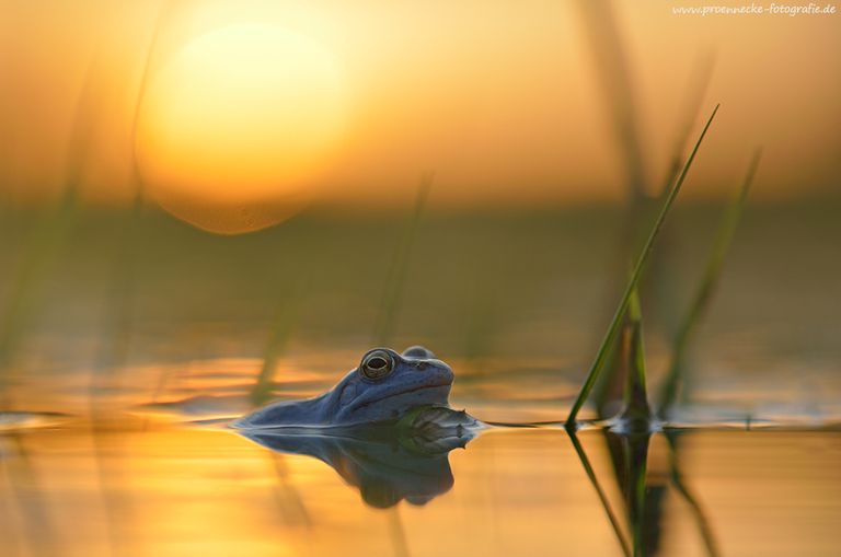 Blaumann im Abendlicht