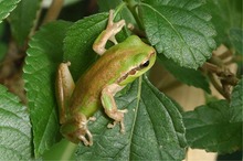 aufgeschreckter Laubfrosch