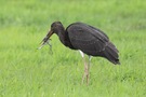 Schwarzstorch mit Beute