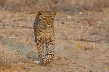 Leopard,  Namibia