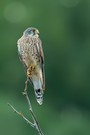 ~ Turmfalke (Falco tinnunculus) ~