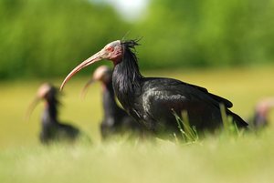 Northern bald ibis