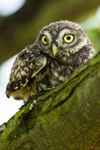 Steinkauz im Apfelbaum