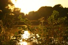 Abendstimmung am Teich