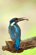 Eisvogel schaut sich um