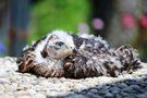 Junger Habichtsterzel beim Sonnenbad