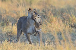 Baby Transport