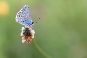 Silbergrüner Bläuling