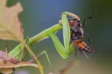 Gottesanbeterin mit Beute