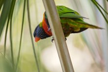 ~ Lorikeet ~