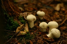 Lycoperdon perlatum der Flaschenstäubling