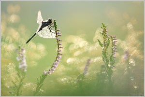 Schwarze Heidelibelle (Sympetrum danae)