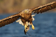 Seeadler mit Beute