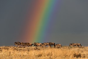 News aus der Masai Mara