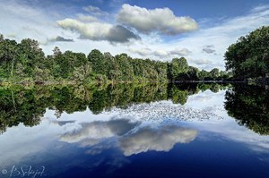 Rheinaue am Nachmittag