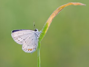 Kurzschwänziger Bläuling