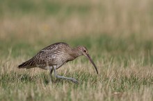 Großer Brachvogel bei der Nahrungssuche