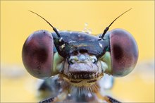 Gemeine Weidenjungfer (Lestes viridis)