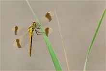 Gebänderte Heidelibelle (Sympetrum pedemontanum)