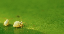 falten im nacken ... (kugelspringer - max. 1 millimeter lang - nd)