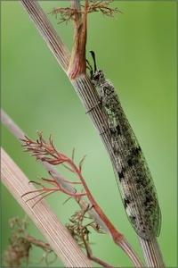 Ameisenjungfer (Myrmeleon europaeus)