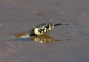 Ringelnatter auf der Jagd