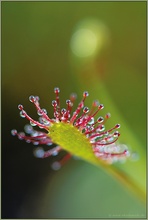 Mittlerer Sonnentau *Drosera intermedia*