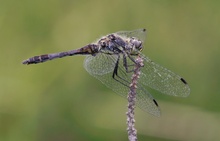 Sympetrum danae