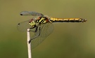 Sympetrum danae (Weibchen)