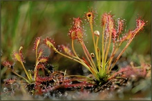 Mittlerer Sonnentau *Drosera intermedia*