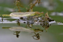 Spiegelung
