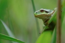 Kleiner Laubfrosch auf Ausguck